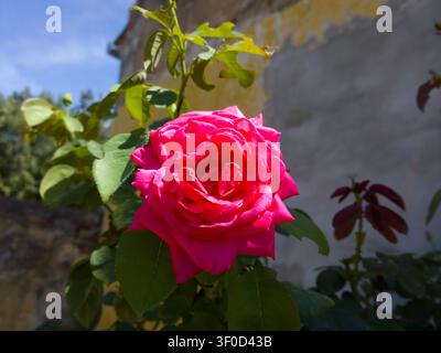 Vivace fiore di rosa magenta in pieno fiore, splendida testa rosa con petali lussureggianti e sfondo rustico. Foto Stock