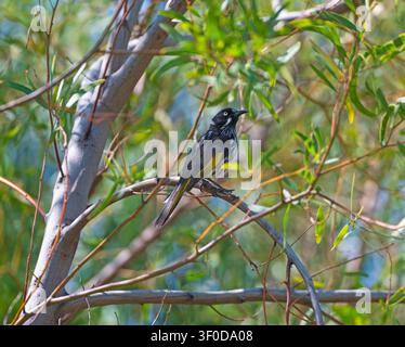 Mielassù di Nuova Olanda appollaiato su un albero nella Riserva di Lake Monger a Perth Foto Stock