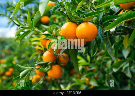Arance di mandarino mature su alberi Foto Stock