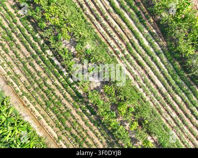 Vista aerea dall'alto di un campo agricolo con coltivazione organizzata di colture ed elementi di agroforestazione, paesaggio rurale di fattoria che sostiene la sicurezza alimentare Foto Stock