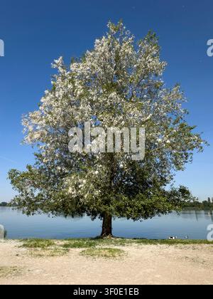 Grande pioppo verde e bianco sulla riva del lago contro un cielo blu Foto Stock