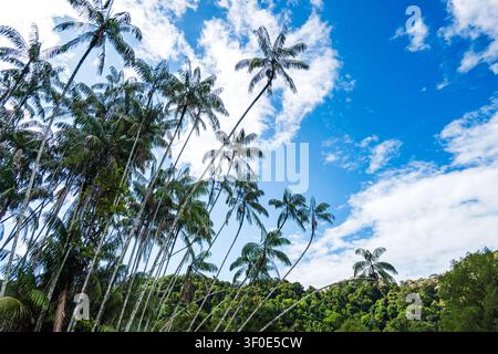 Vista ad angolo basso di alte palme tropicali che si protendono verso il cielo blu. Foto Stock