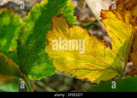 Primo piano di foglie che passano da un verde vivace a un giallo dorato. Questo cattura l'essenza del cambiamento, dell'autunno e del ciclo della natura per le stagioni Foto Stock