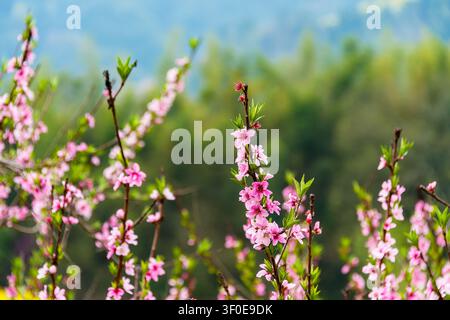 Bellissime fiori di pesco rosa in fiore su rami in un giardino primaverile con sfondo sfocato verde morbido Foto Stock