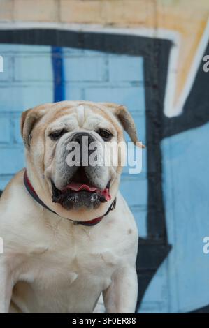 Ritratto di un Olde English Bulldog Foto Stock