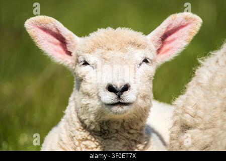 Agnello alla diga Foto Stock