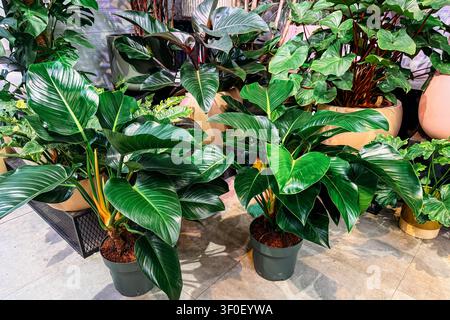 Piante di filodendro tropicali sono disposte in vasi di plastica mostrando grandi foglie verdi lucide. Piante d'appartamento emblematiche, grande tendenza energetica delle piante, sovradimensionate Foto Stock