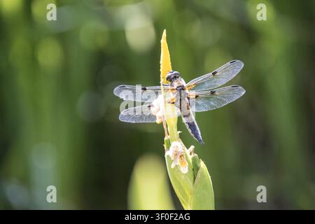 Agrione quadrimaculato (Libellula quadrimaculata) con un'ala rotta Foto Stock