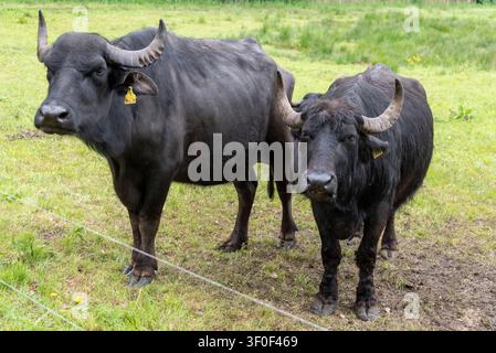 Bufali d'acqua in piedi su un pascolo verde, Wieck, Meclemburgo-Pomerania Anteriore, Germania Foto Stock