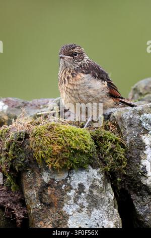 FRONZOLO COMUNE (Saxicola rubicola) uccello immaturo su un muro di pietra secca, Regno Unito. Foto Stock
