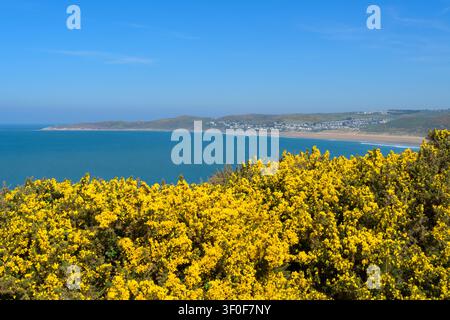 Ginestra comune (Ulex europaeus) in fiore sulla costa del North Devon con Morte Bay e Woolacombe sullo sfondo, Inghilterra. Foto Stock
