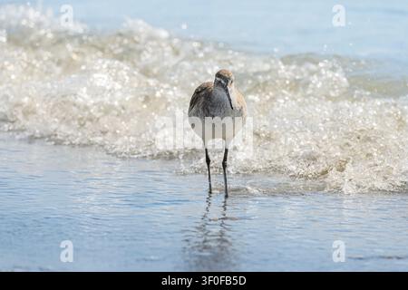Un mudskipper sulla spiaggia del Golfo del Messico. Si trova in acque basse e cerca prede. Le onde del mare si infrangono alle sue spalle. Foto Stock