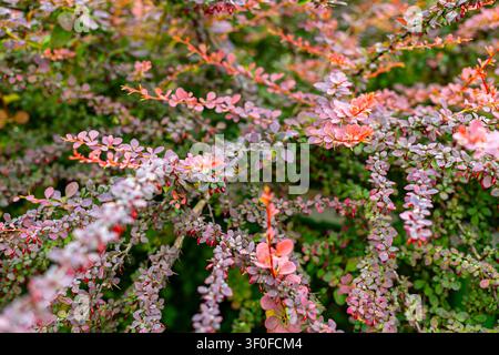 Rami di Cotoneastro Rosa con Bacche Rosse. Rami di cotoneastro rosa e viola con piccole foglie e bacche rosse riempiono un giardino verde e soffice in primo piano. Foto Stock
