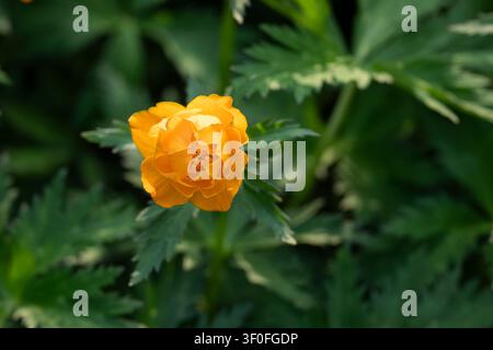 Fiore globulare europeo (Trollius europaeus) in vibrante fioritura dorata, fotografato con luce naturale con una vegetazione verde lussureggiante e uno sfondo sfocato morbido. Foto Stock
