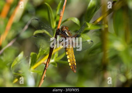 Plattbauch, Weibchen, Plattbauch-libelle, Plattbauchlibelle, Libellula depressia, Platetrum depressum, Chaser corposo, Chaser corposo, Broad b Foto Stock