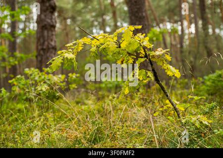 Giovane quercia inglese (Quercus robur) in primavera in una foresta, Bavaria, Germania, Europa Foto Stock