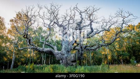 La Major Oak nella foresta di Sherwood a Nottinghamshire, Regno Unito. Si pensa che abbia tra gli 800 e i 1.200 anni. È sostenuta da diversi supporti artificiali. Foto Stock
