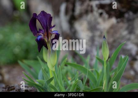 Prima vista di Iris schachtii, una rara iride nana barbuta con petali viola scuri e boccioli floreali emergenti, che cresce in un giardino roccioso durante la primavera. Foto Stock