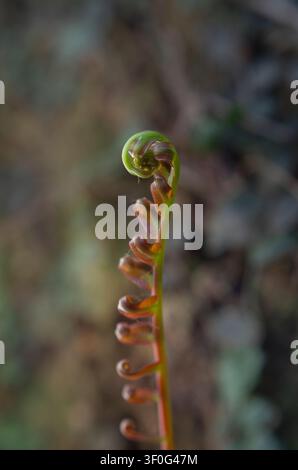 Prima verticale di un giovane crosiera di felce che emerge con distintive sfumature rosso-marrone, isolata su uno sfondo morbido e sfocato. Foto Stock