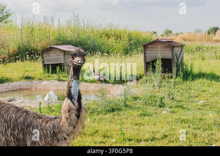 Scatto medio orizzontale di un grande emù esotico in piedi su un campo di erba verde all'interno di un recinto di un parco zoo agricolo con case di legno e uno stagno Foto Stock