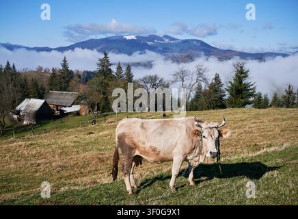 Prato alpino con fattoria di mucche, erba, alberi e montagne nebbiose sullo sfondo Foto Stock