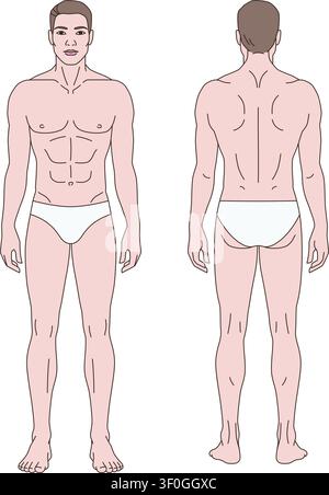 Modello professionale di anatomia maschile con viste frontali e posteriori in tono di pelle chiaro. Illustrazione vettoriale pulita progettata per usi medici e sanitari Illustrazione Vettoriale