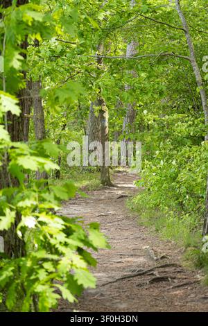 Un sentiero escursionistico sterrato illuminato dal sole che si snoda attraverso una fitta foresta verde Foto Stock