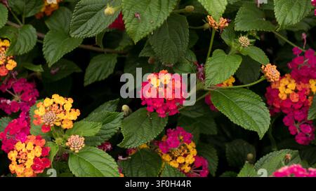 Lantana camara Fiori multicolori — Cespuglio di Verbena con grappoli di fiori rossi, arancioni, gialli e rosa nel giardino estivo Foto Stock