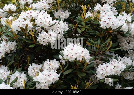 Fiori di rododendro bianchi in piena fioritura con delicate macchie viola circondati da fogliame verde scuro in un contesto di giardino primaverile Foto Stock