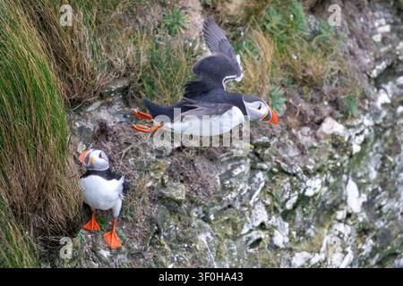 Un puffin atlantico scivola oltre il bordo di una scogliera erbosa mentre un altro puffin appollaiato osserva da una sporgenza rocciosa a Flamborough Head, nello Yorkshire. Foto Stock