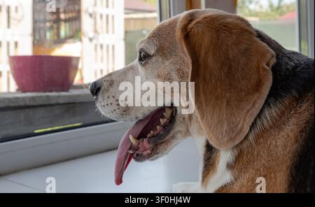 Primo piano di un beagle di profilo. Un cane adulto è seduto vicino alla finestra con la lingua fuori. Un fedele animale domestico aspetta il suo padrone a casa. Foto Stock