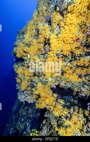 Vista di una scogliera sottomarina rocciosa ricoperta di spugne gialle vibranti e coralli nel profondo mare blu vicino a Dugi otok, Sali, Contea di Zara, Croazia. Foto Stock