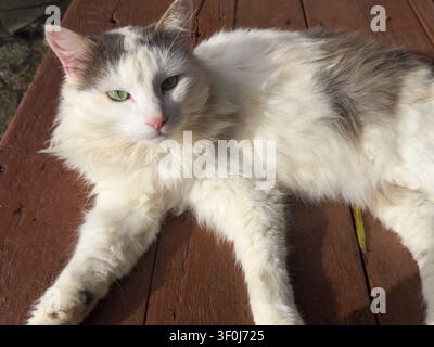 Primo piano di un gatto bianco e grigio soffice che riposa su una superficie di legno marrone alla luce calda del sole. Foto Stock