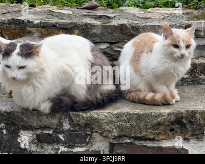 Due belle gatti domestici a pelo lungo randagi che riposano insieme su vecchi gradini di pietra. Scena autentica all'aperto in un villaggio con felini nella Grecia mediterranea. Foto Stock