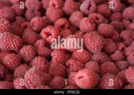 Ripe rosso lampone close up Foto Stock