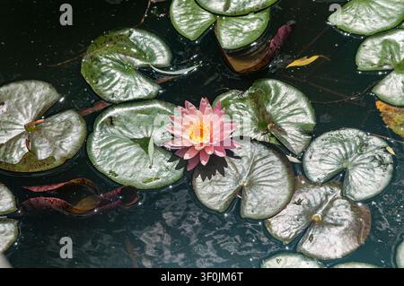 Un unico fiore di ninfea rosa con un centro giallo sboccia tra le foglie di ninfea verdi in uno stagno scuro e riflettente. La scena è tranquilla e naturale. Foto Stock