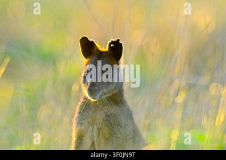 Ritratto ravvicinato di un wallaby delle palpe (Wallabia bicolor) al tramonto, riserva naturale di Summerlands, Millowl, Isola Phillip, Victoria, Australia Foto Stock