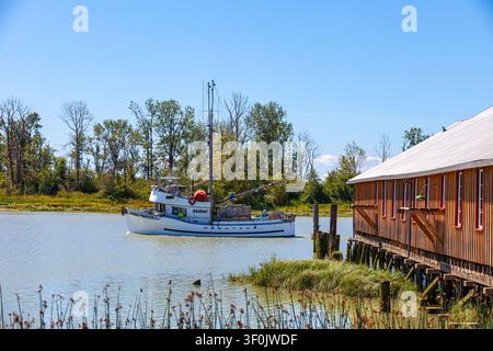 Natante da pesca commerciale di ritorno al porto di Steveston Foto Stock