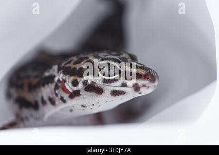 Ritratto ravvicinato di un geco Eublepharis maculato che riposa in un contenitore bianco, mostrando dettagliati motivi cutanei, texture oculare e comportamento calmo del rettile Foto Stock