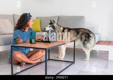 Donna seduta a gambe incrociate sul pavimento a casa, che usa un tablet su un tavolino da caffè. Il suo husky è nelle vicinanze, creando un ambiente accogliente per lavorare da casa Foto Stock