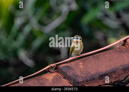 Un vivace Bee-eater dalle guance blu (Merops persicus) si appollaia su una tegola di terracotta rustica contro uno sfondo verde morbido e sfocato. Cattura la natura, Foto Stock