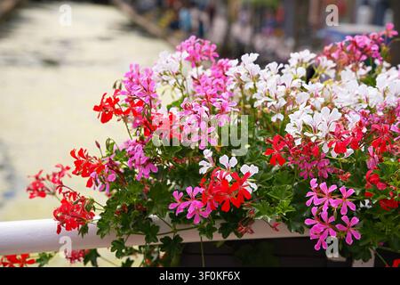 Pelargonio a foglie di edera colorato in vaso in fiore, su un balcone o patio all'aperto, con fiori, vaso, ringhiera del balcone, con vaso di terracotta, da un primo piano Foto Stock
