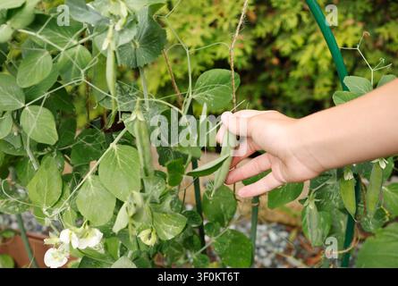 Mani di un bambino che raccoglie baccelli di piselli freschi in un giardino estivo, primo piano. Concetto di agricoltura biologica e raccolta di verdure coltivate in casa. Sano ed ecologico Foto Stock