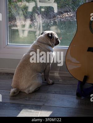 Cane Carlino che guarda fuori dalla finestra accanto alla chitarra Foto Stock