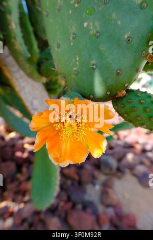 Prima piano di un fiore di cactus arancione brillante che sboccia su un cuscinetto di fico d'India verde in un giardino desertico soleggiato con sfondo roccioso morbido. Foto Stock