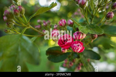 Un gruppo fitto di piccole rose rosa intenso e numerosi boccioli strettamente arricciati crescono lungo un gambo spinoso. Foto Stock