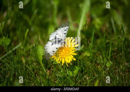 Una farfalla bianca con segni alati a venature nere, probabilmente della famiglia Pieridae. Foto Stock