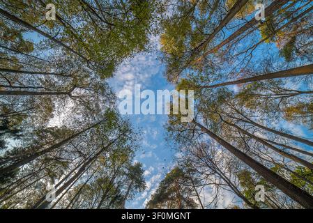 Una vista a basso angolo, dall’occhio del verme, che guarda dritto attraverso i tronchi alti di alberi decidui e conifere verso una chioma forestale aperta. Foto Stock