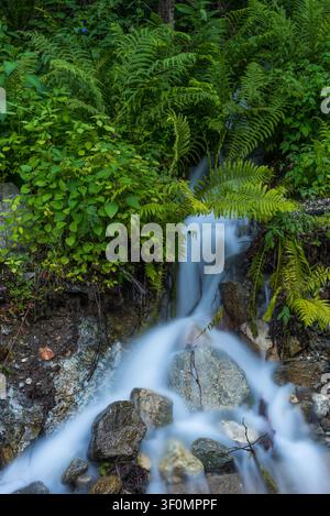 Un piccolo ruscello di montagna cade a cascata su massi di granito ricoperti di muschio attraverso una fitta vegetazione di felci e sottobosco a foglia larga in una foresta temperata. Foto Stock