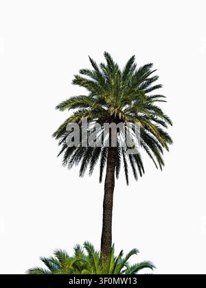 Alta palma Phoenix canariensis si erge isolata con fronde di un verde vivace, mostrando il suo aspetto tropicale. Lo sfondo bianco enfatizza la sua elega Foto Stock